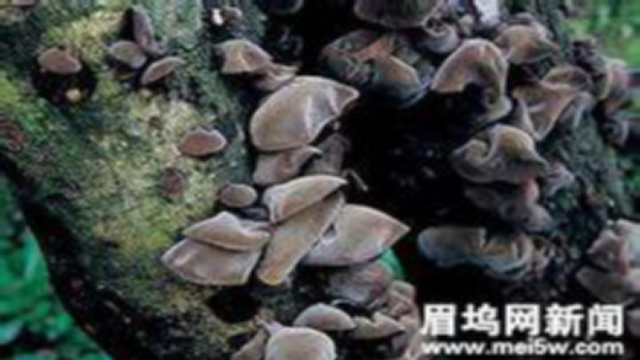 二年级上册情境语法作文——第十一篇《有趣的发现》    