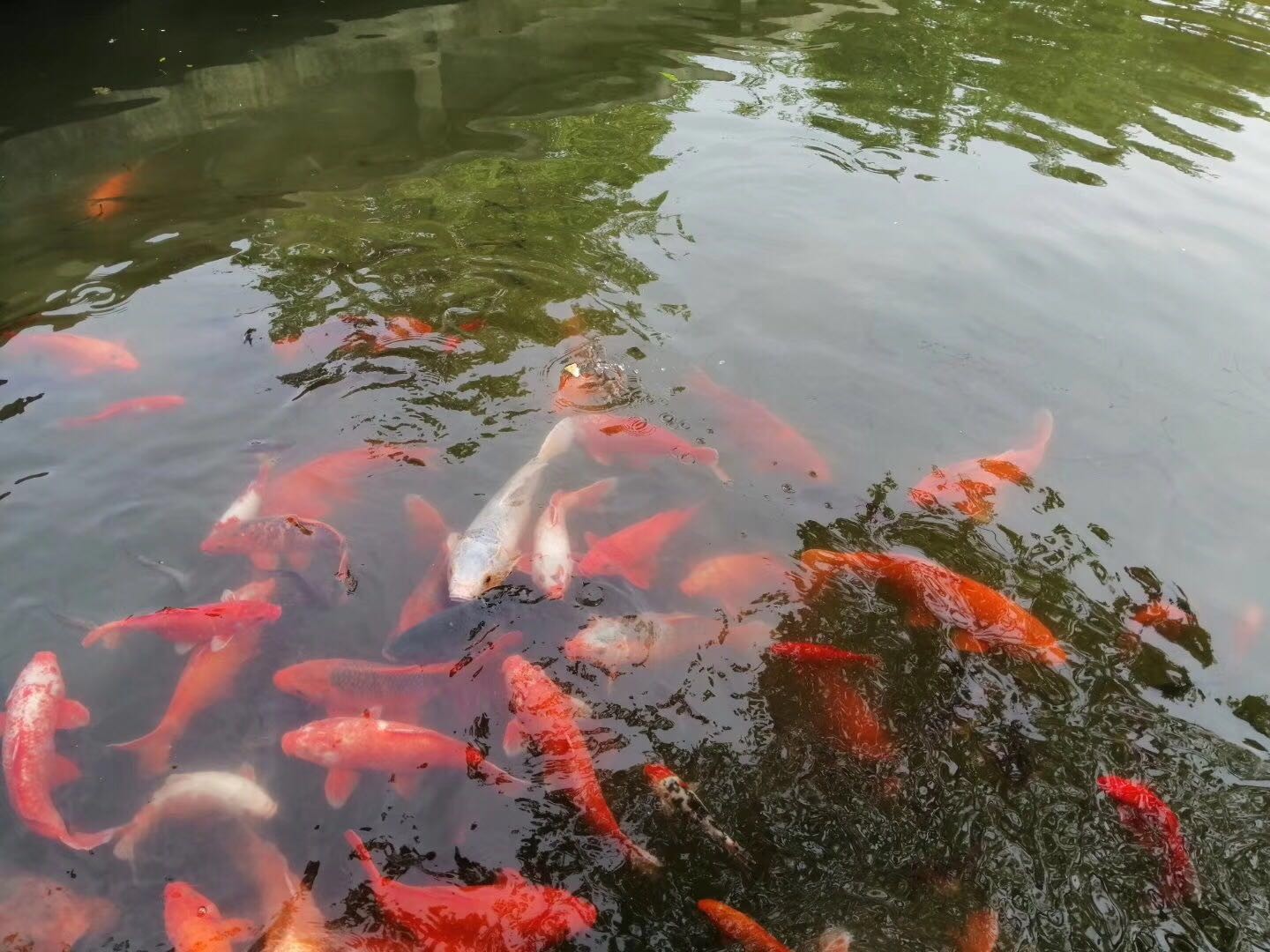 一年级上册情境语法作文——第十九篇《小金鱼》